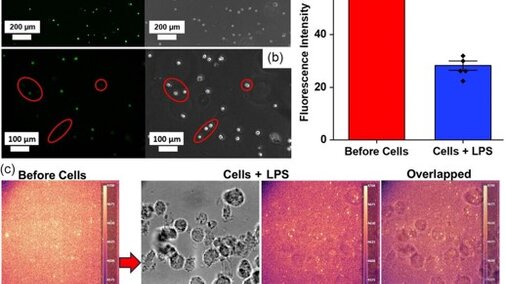 Extracellular N detection