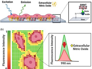 Programming assisted-imaging-of-cell
